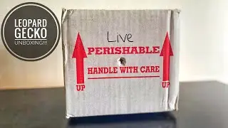 Leopard Gecko Unboxing from GECKOS ETC.