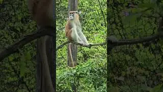紅猴Patas Monkey/Taipei Zoo