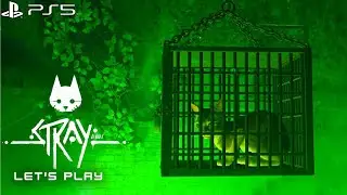 Stray Jail
