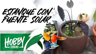 Estanque en Maceta Casero para Guppys