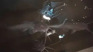 Monster Catfish feeding