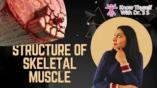 Skeletal Muscle Anatomy: Uncover the Layers and Secrets of Sarcomeres