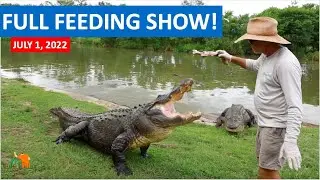 FULL SHOW OF ALLIGATOR FEEDING! July 1, 2022