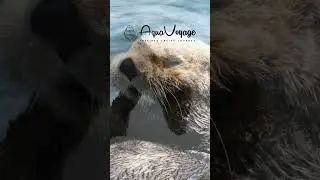 Discover Alaska With Aqua Voyage