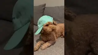 Hottie hottie #hottie #gnarly #weratedogs #tellyourdogisaidhi #dogbreed #music #goldendoodle
