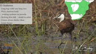 African Jacana - Calls