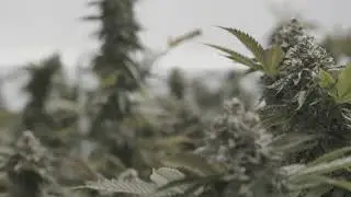 Lowell Farms - Moments of Zen 5
