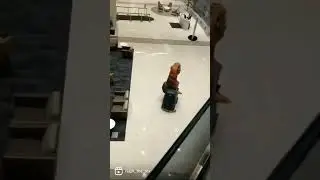 Jurassic Park Night Shift