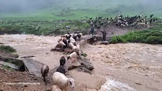 This is Sheep Shepherd Life | Sheep Herd Crossing the Raw Bridge | Real Nepali Life🇳🇵