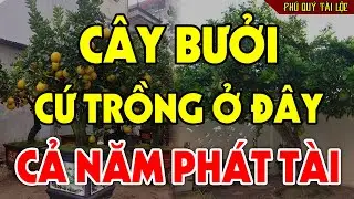 Cứ Trồng CÂY BƯỞI Vào Chỗ Này Để HÚT TÀI LỘC VÀO NHÀ, Tiền Vàng Ùn Ùn Kéo Vào Như Nước