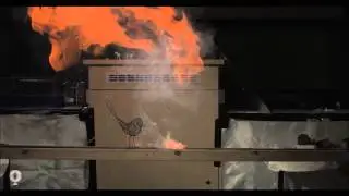 Exploding Bird in SLOW MOTION!