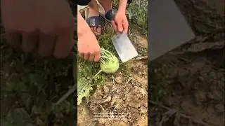 Harvesting kohlrabi: a step-by-step guide to fresh garden produce