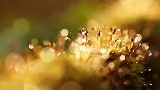 Autumn in Scotland [composed by Bruno Bergmann - mixed by Seb. 'In Exile' (c) 2018]