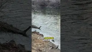 Попробуйте порыбачить на сома в реке! 🎣 #шорты #рыбалка