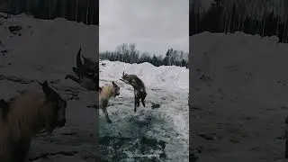 Cute Animals in the Snow