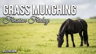 Adorable Friesian Foal Freyja  Trying a Fly Rug for the First Time  Filmed by Debra Angel