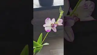 Beautiful dendrobium orchid bloomed in my garden #orchid #viralvideo #shortvideo #shorts ##mygarden