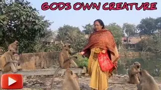 Gods Own Creature | Monkey Love | Animal Lover | Monkey feeding | Monkey Kids | Unconditional Love