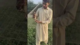 special technique hunting Quail batair Ka Shikar jall ka shikar 2024