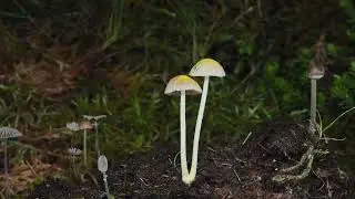Wild Mushrooms Growing on Cow Dung | Time-Lapse