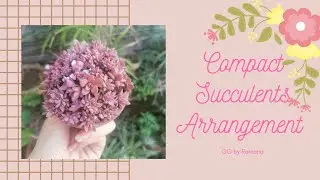#Succulentpropagation  How to separate babies/offsets from succulents leaves|what's next