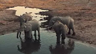 TYPICAL SAFARI DAY AT SAVUTE ELEPHANT LODGE