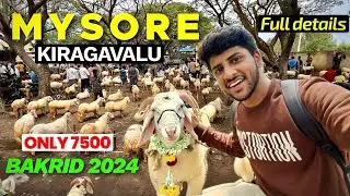 Mysore Kirugavalu Sheep Market 2025🐑😍