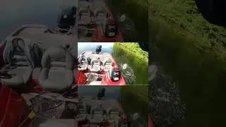 Boat Flipping a Musky On The Frog! #fishing #frogfishing #musky #shorts