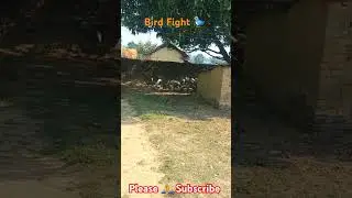 #nature #birds #Birdfighting