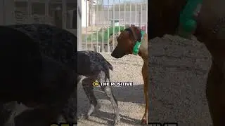 Прекратите агрессивное поведение на поводке! Наконец-то прогулки стали управляемыми! История успе...