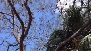 SCARLET MACAWS