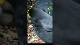 The Bird with the Yellow Beak