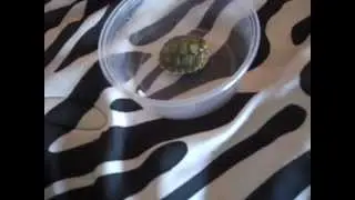 rare turtles unboxing