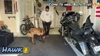 Belgian Malinois Training | dog obedience school | behavior modification | advance obedience | OBKS 