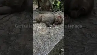 #monyetsad #monyetgalau #sadvibes