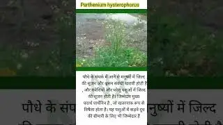 Parthenium hysterophorus Toxic Plants || Scientific Classification || Toxicity ||