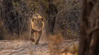 An Untamed Zimbabwe Safari | Tailor-Made Luxury Safaris