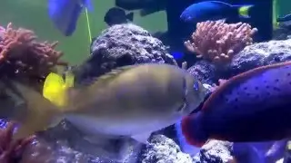 RGM#40 Reef Geek Marine 650g FOWLR