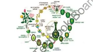Sexual Reproduction In Flower || Reproduction Class 10
