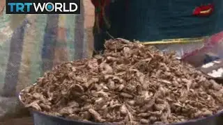Nigeria Gingers: Lack of equipment causes farmers economic toil