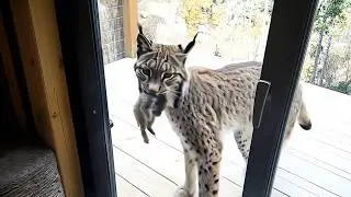 This rescued lynx brought her hungry cubs &ndash; try not to laugh at their hilarious antics!