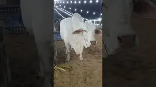 786 cattle farm Mashallah 😍