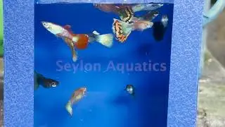 023 - Guppy Variegated