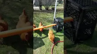 Chicken's Demonstrating an Obstacle Race!
