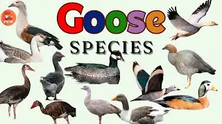 Graceful Types of Goose Species Name in English with Pictures for kids #kidslearning #animals #goose