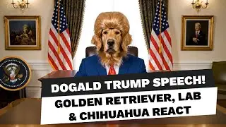 Dogald Trump Speech!? Golden Retriever, Labrador & Chihuahua React (AI Comedy Parody)