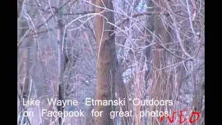 Deer Whispering in winter with Wayne Etmanski,,