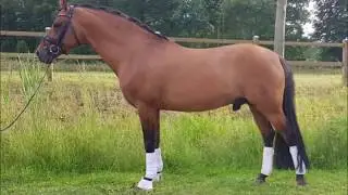 Dramatiker gek&ouml;rter Pony Hengst Dreamy