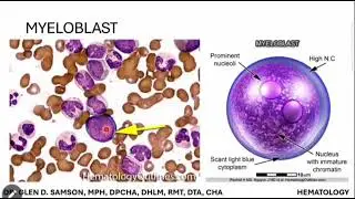 LEUKOCYTE PRODUCTION AND CELLULAR ABNORMALITIES