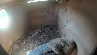 08/12/25 Owl Box Clipstream